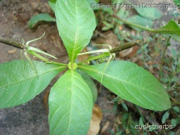 Ruellia tuberosa leaf2.jpg